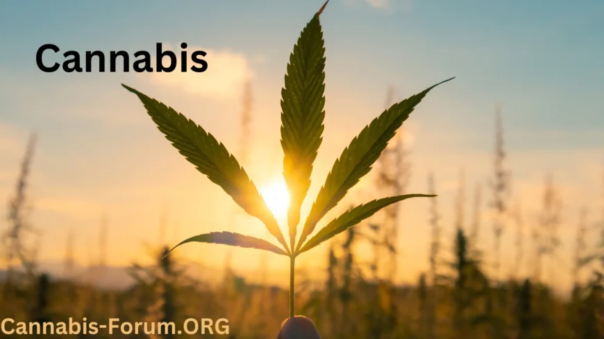 Cannabis Forum – Eine Community für alle Cannabis-Interessierten